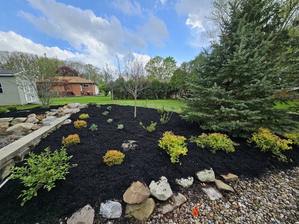 Large mulch bed with boulder edging and mixed flowering shrubs
