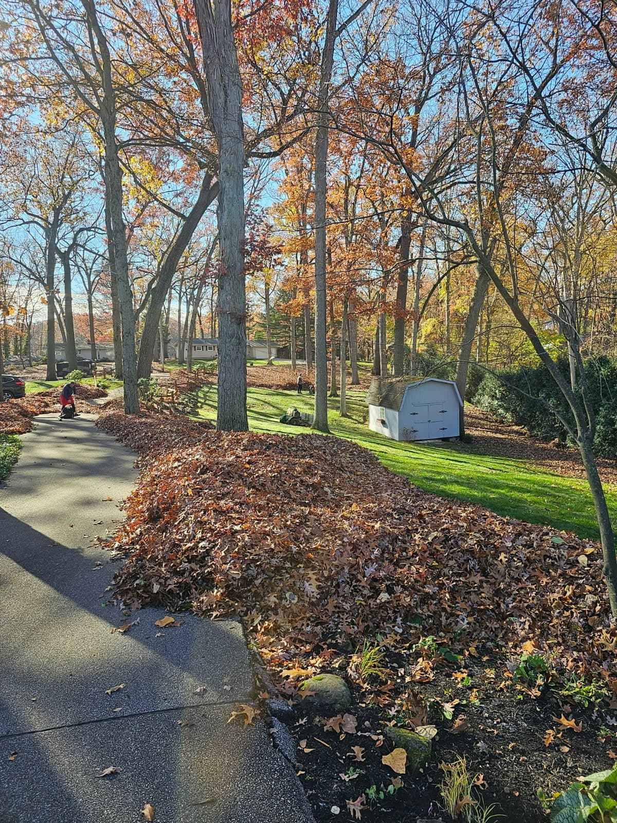 Rows of raked leaf piles along a wooded driveway in fall